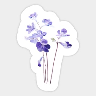 purple Cape primrose flowers watercolor Sticker